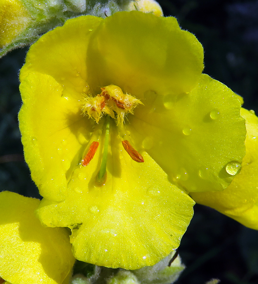 Verbascum4b