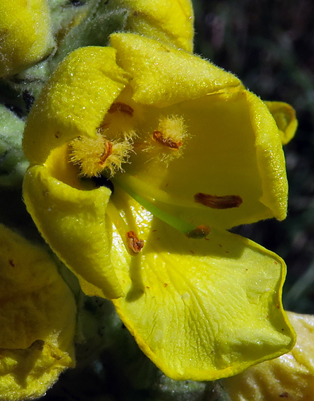 Verbascum6