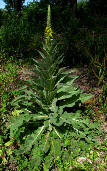 Verbascum5