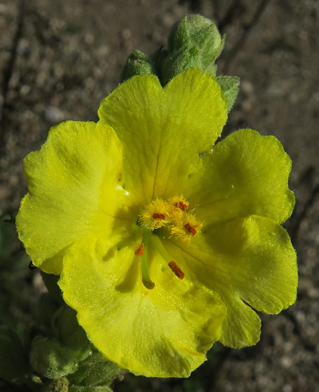 Verbascum7