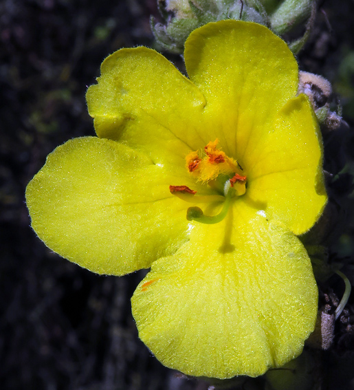 Verbascum8