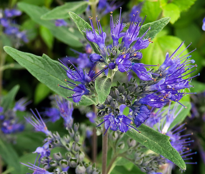 Caryopteris1