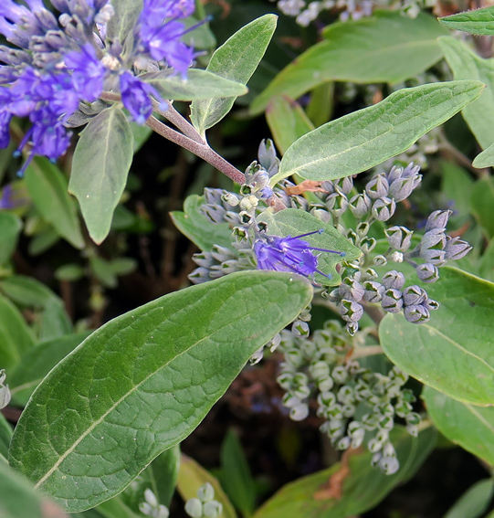 Caryopteris2