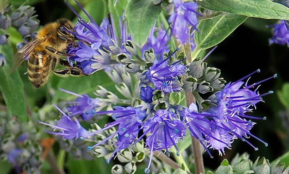 Caryopteris3