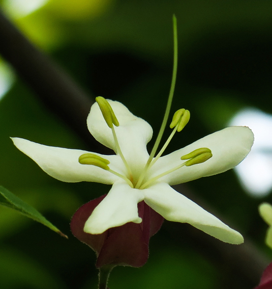 Clerodendrum2