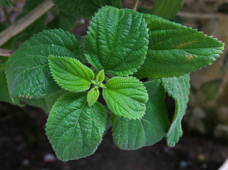 Lantana2