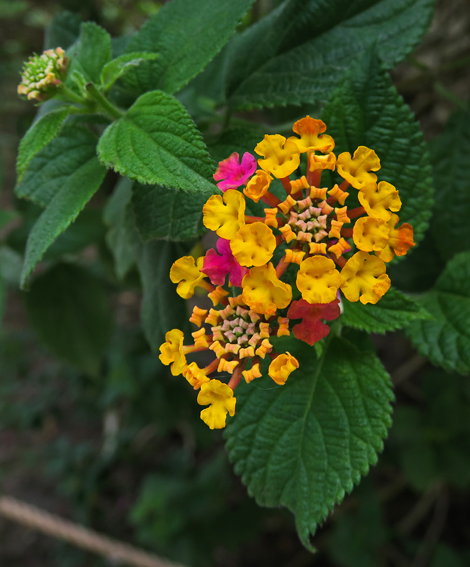 Lantana3