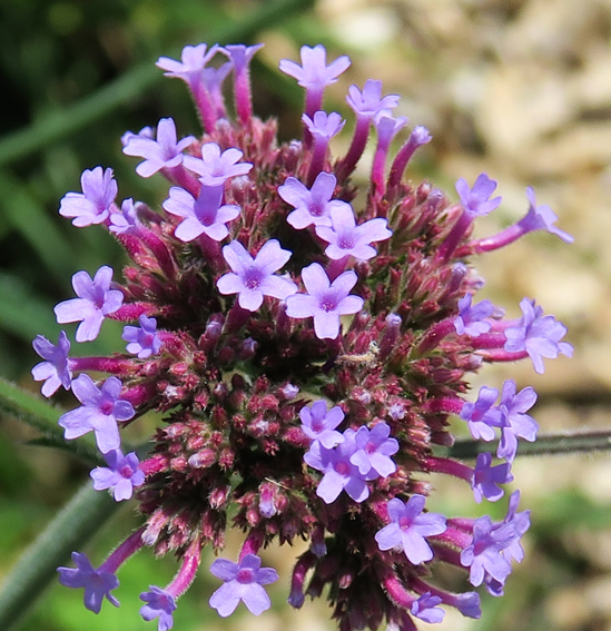 Verbena15