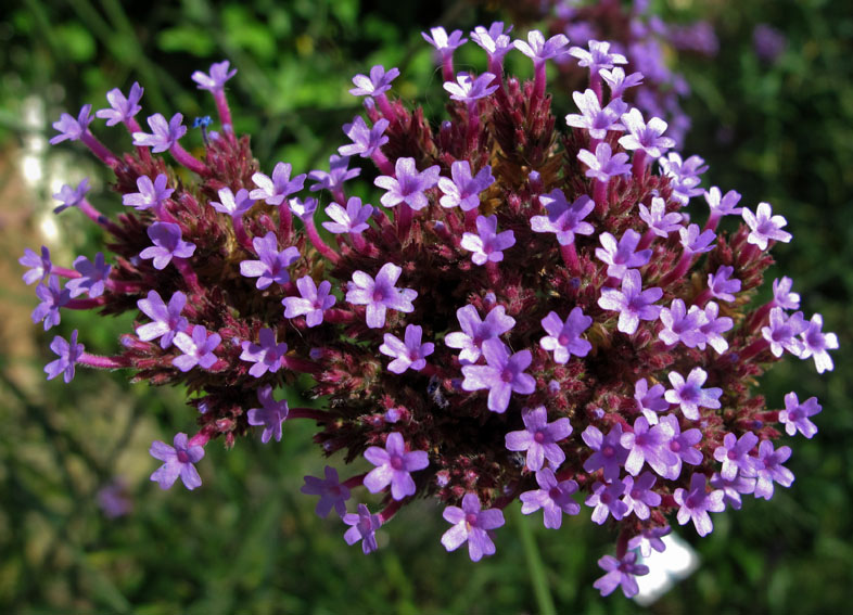 Verbena14