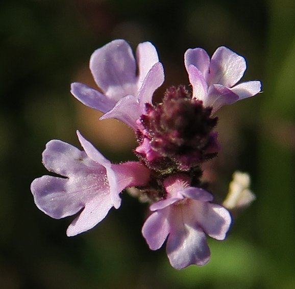 Verbena5a