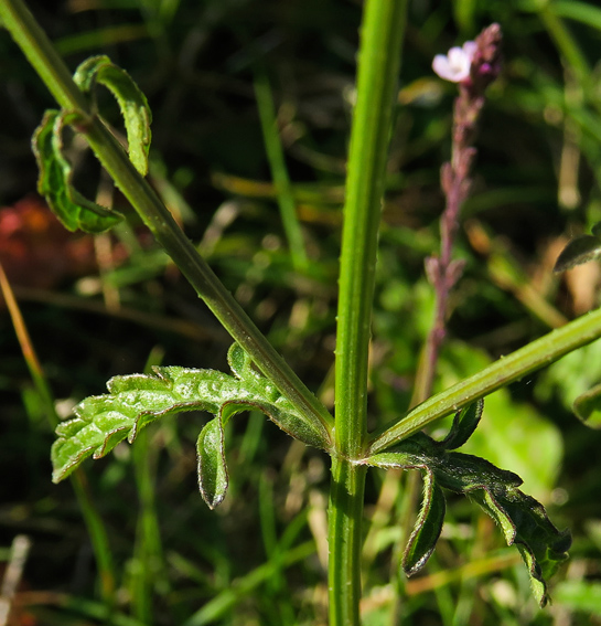 Verbena3