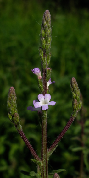 Verbena4