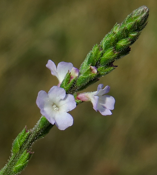 Verbena4a