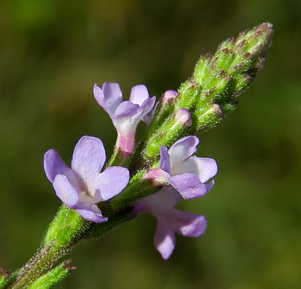 Verbena officinalis - Verveine officinale