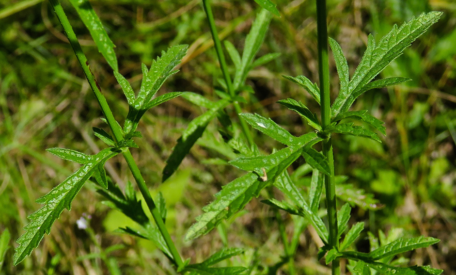 Verbena2