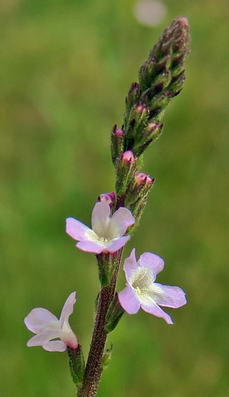 Verbena4