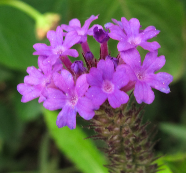 Verbena11