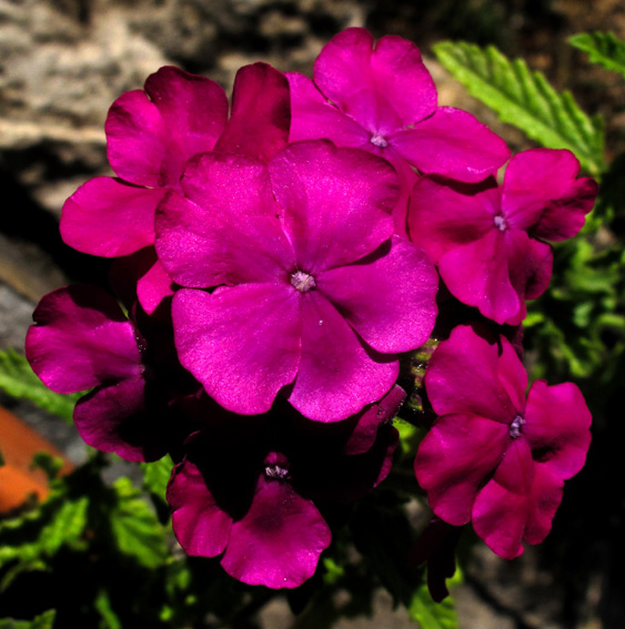 Verbena6