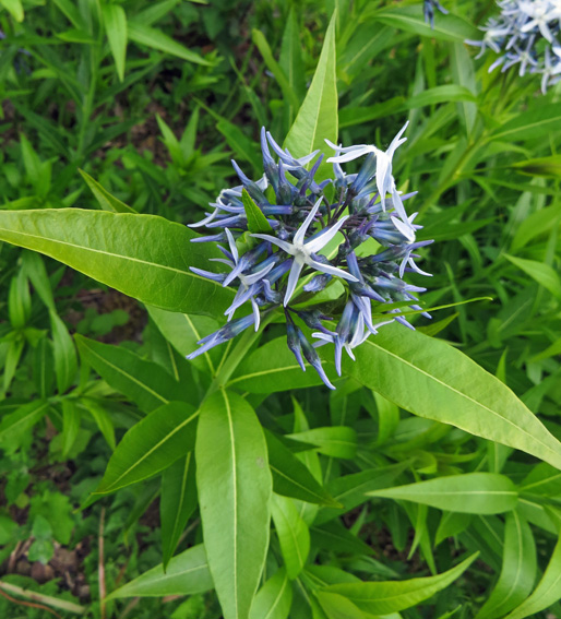 Amsonia2