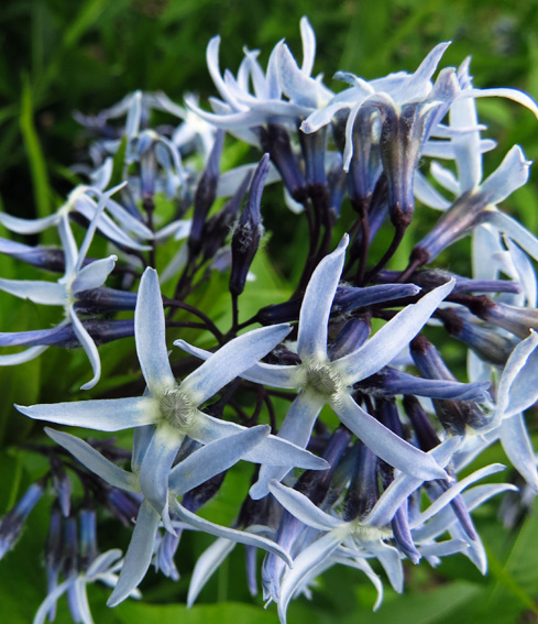 Amsonia3