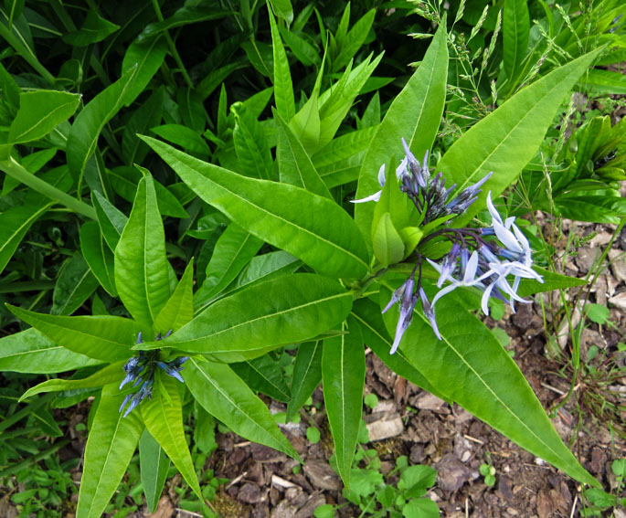 Amsonia1