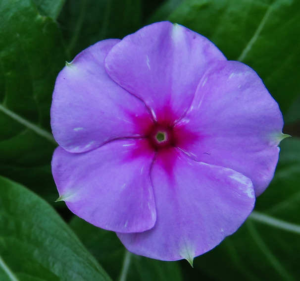 Catharanthus4