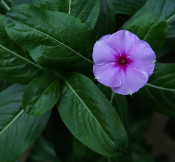 Catharanthus3