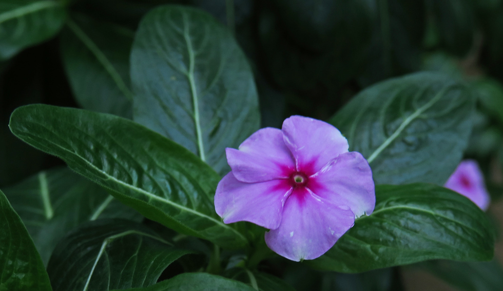 Catharanthus2