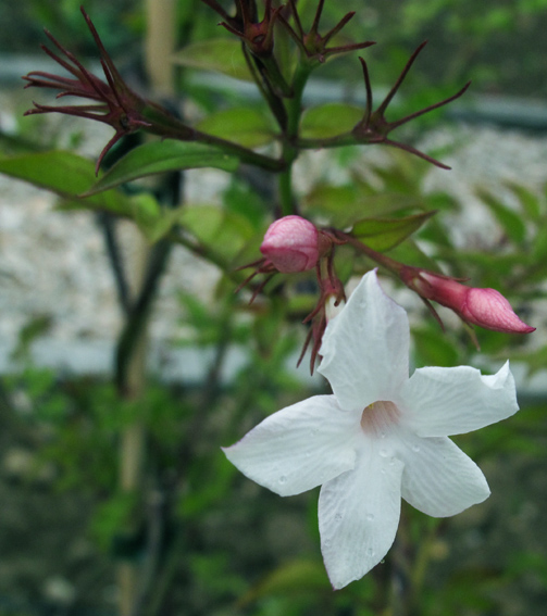 Jasminum1