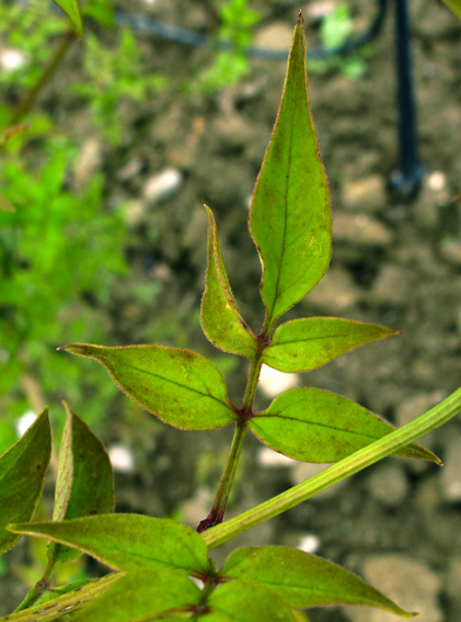 Jasminum2