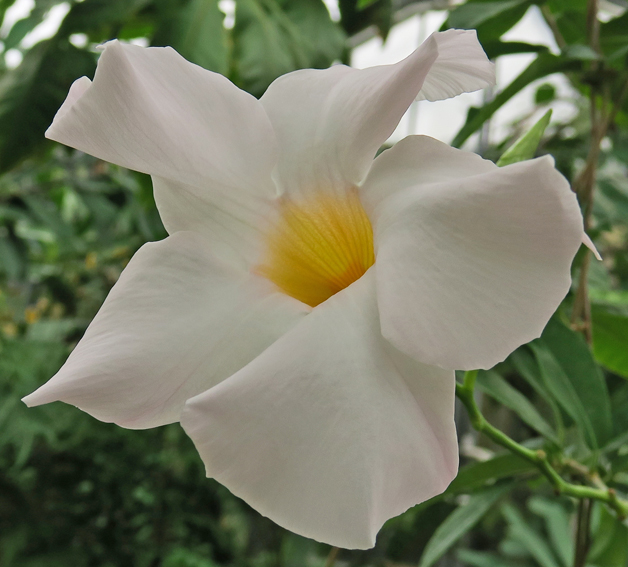 Mandevilla2