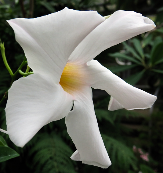 Mandevilla3