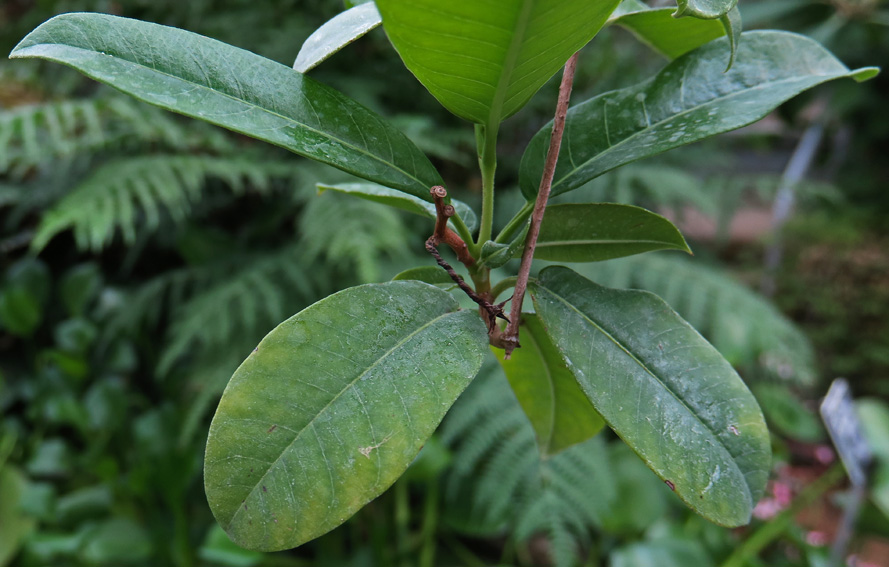 Mandevilla1