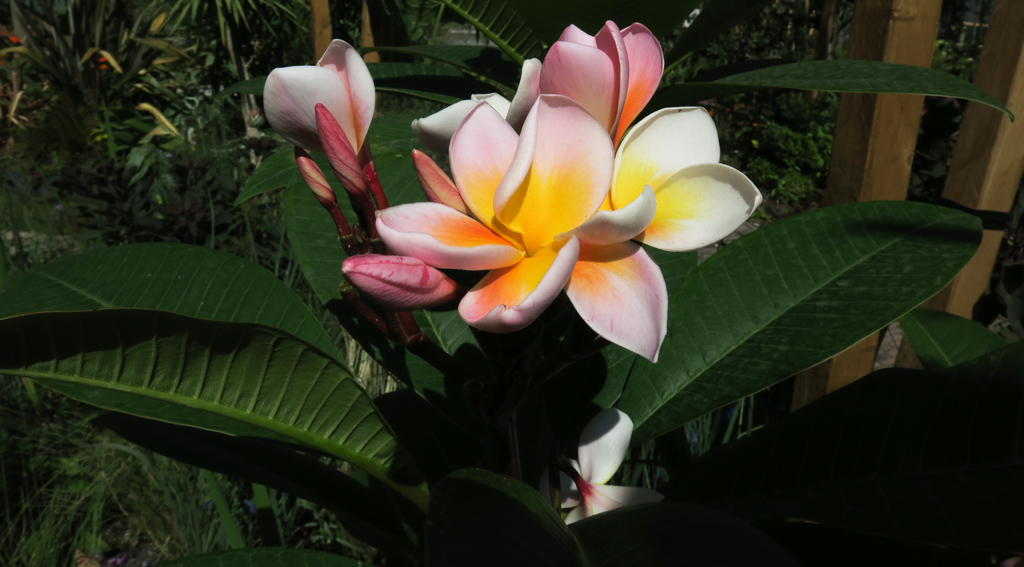 Plumeria3