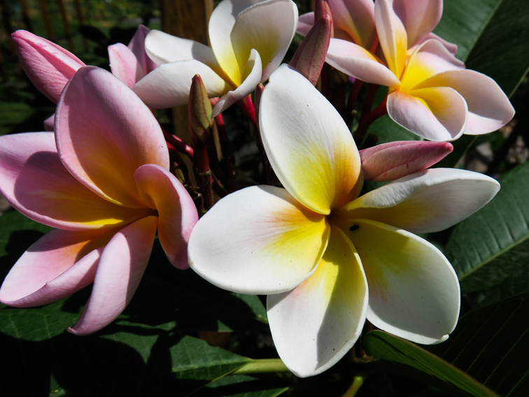 Plumeria4