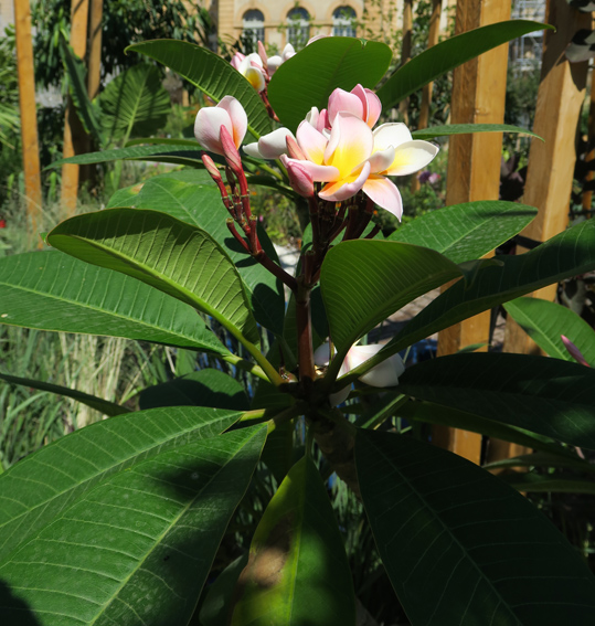 Plumeria1