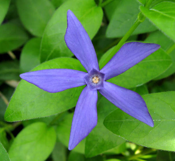 Vinca5