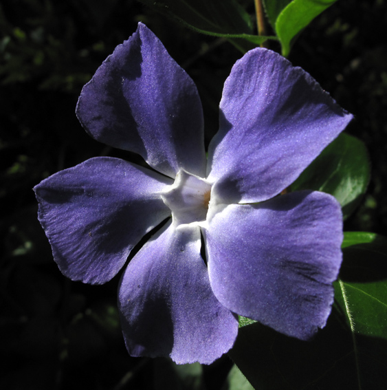 Vinca4