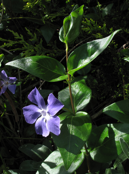 Vinca3