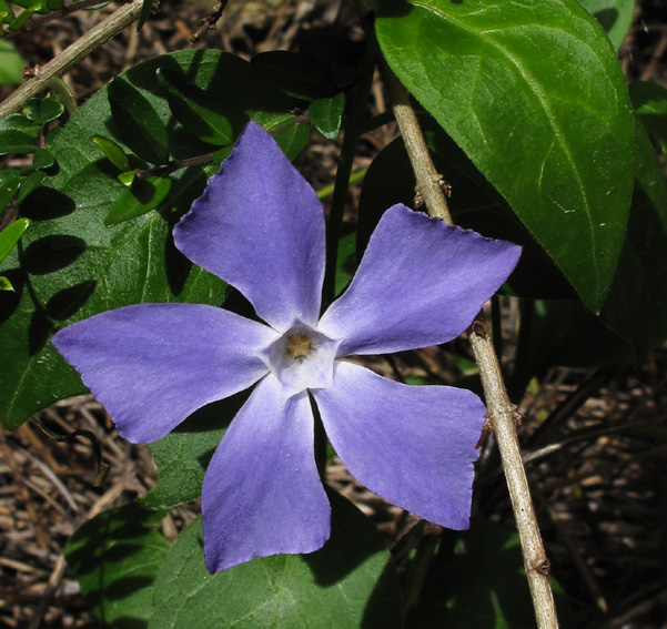 Vinca6