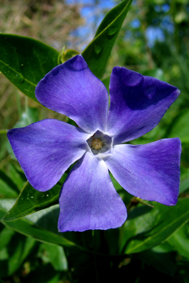 Vinca2