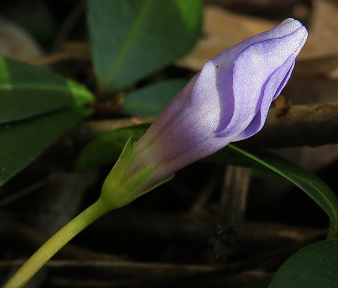 Vinca2f