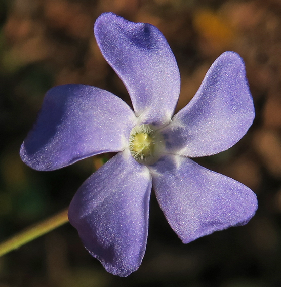 Vinca2a