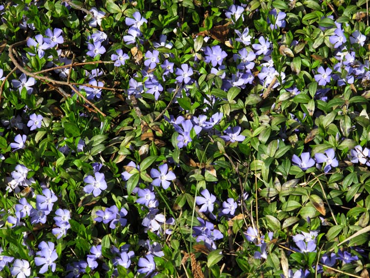 Vinca1