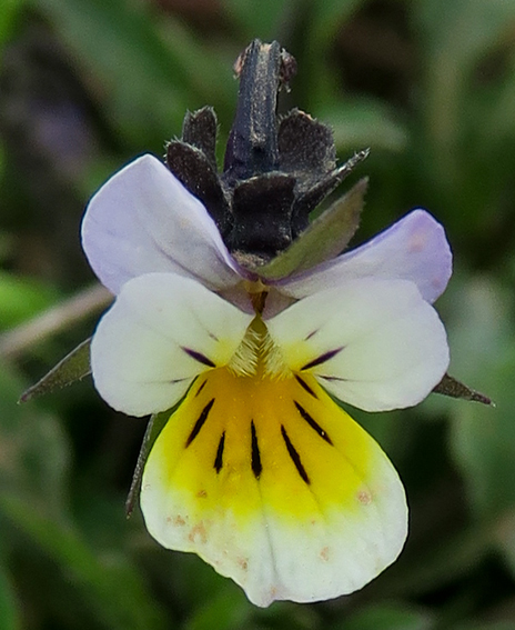 Viola6b