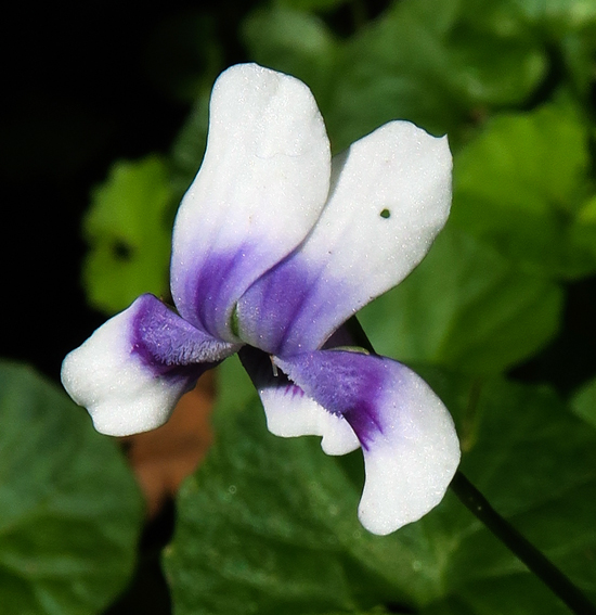 Viola18