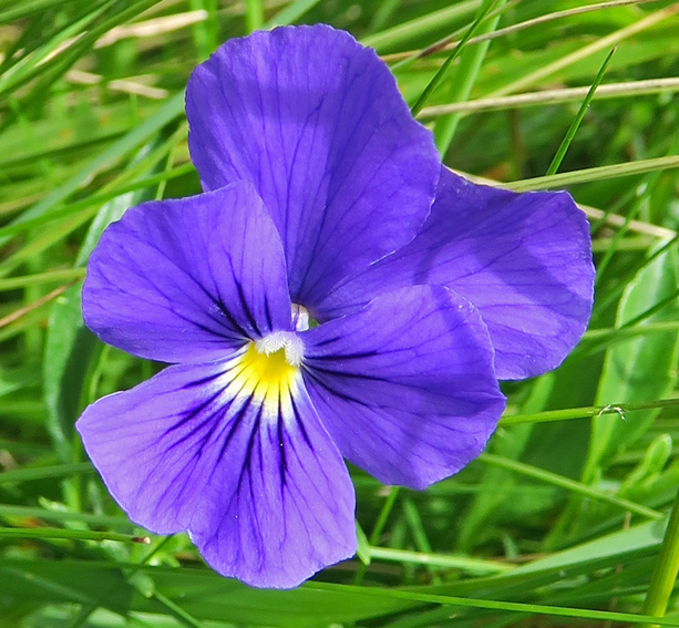 Viola10a