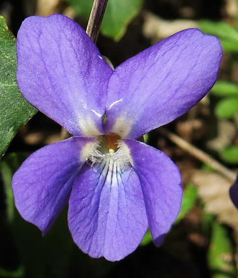 Viola1b