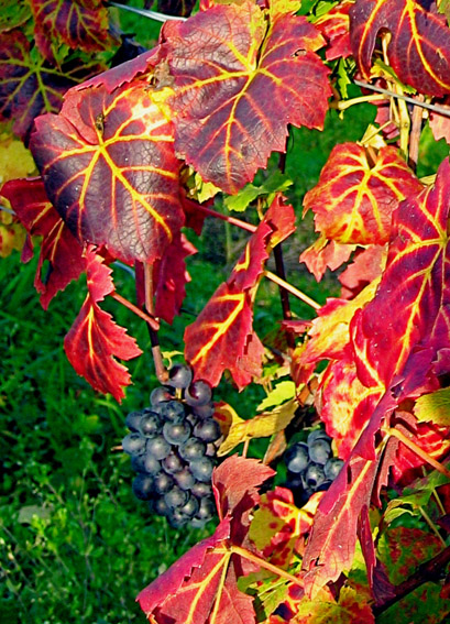 Vitis4