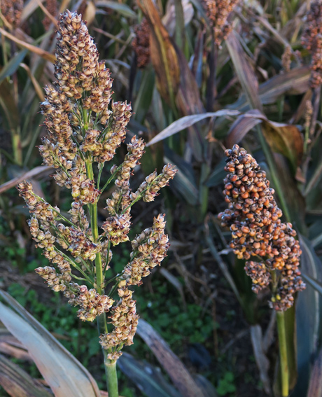 Sorghum4